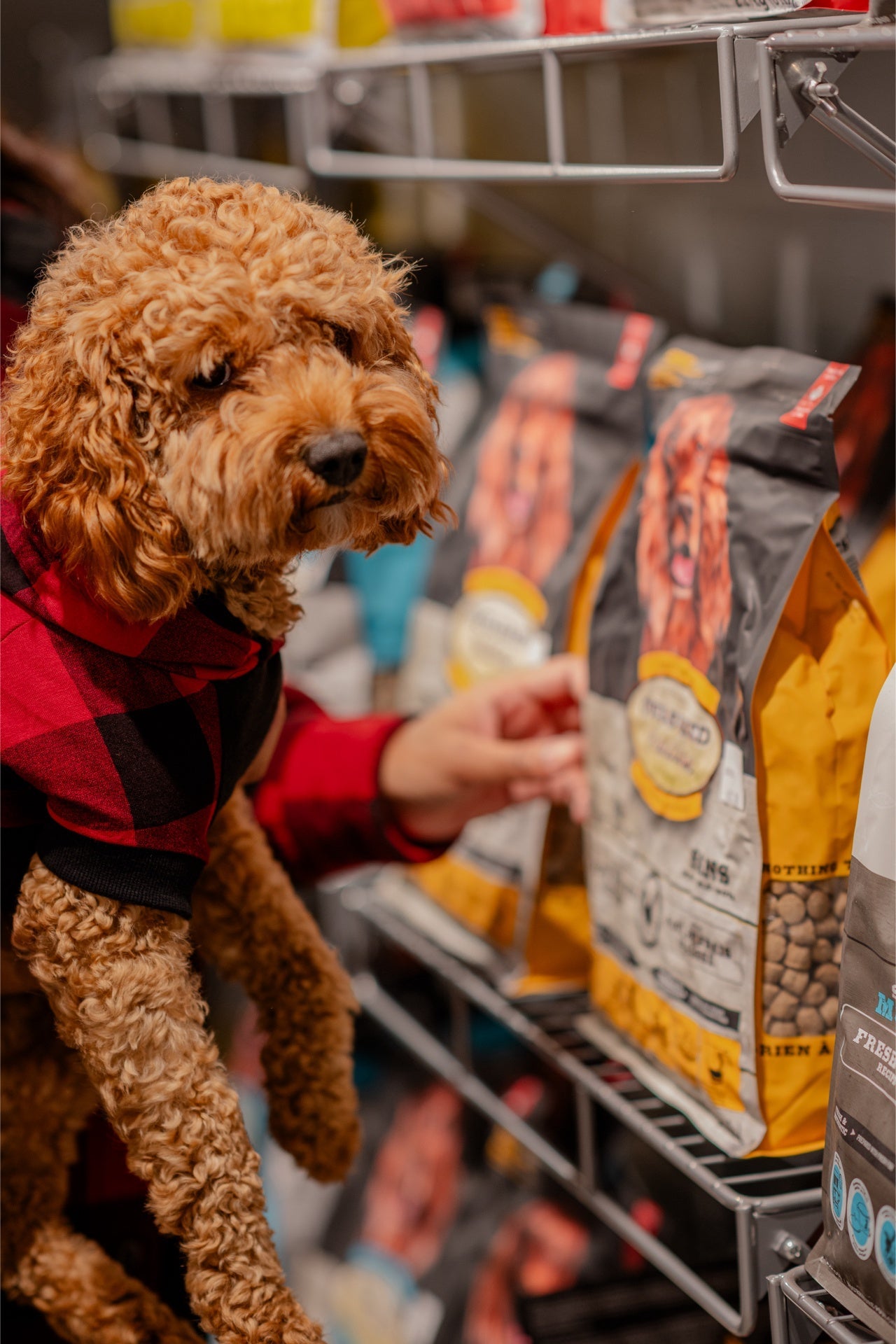 Oven Baked Tradition Oven baked dog chicken food for seniors displayed on a shelf with a dog nearby