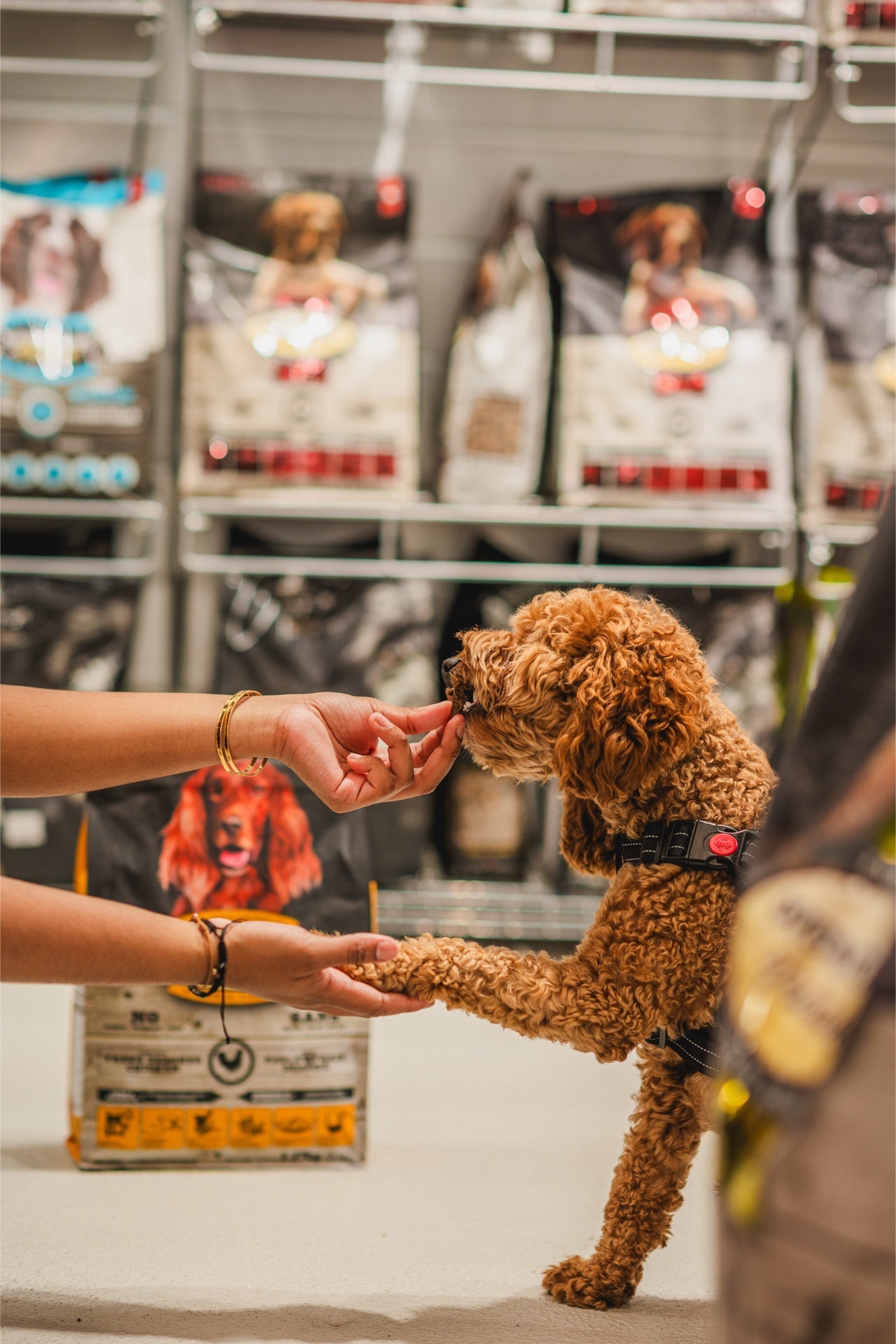 Dog enjoying oven baked dog chicken food for seniors from Oven Baked Tradition during a store visit