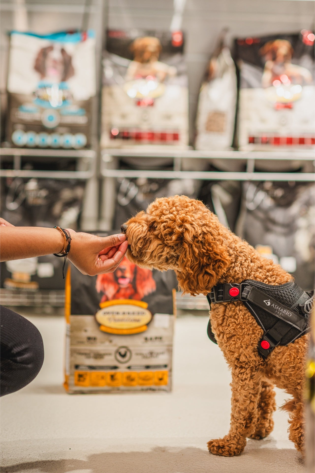 Oven Baked Dog Chicken Food for Seniors being offered to a happy dog in a pet store setting