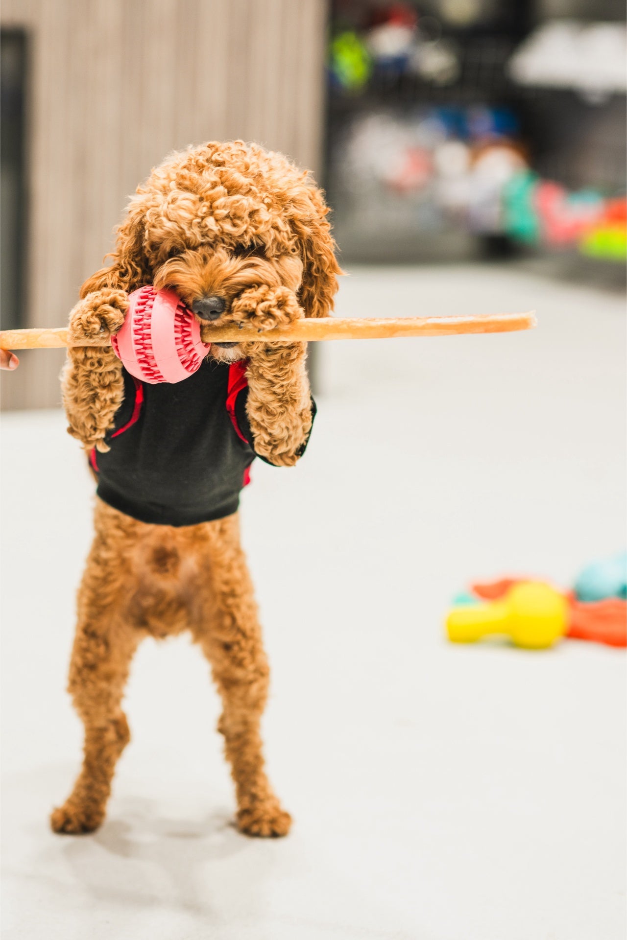RedBarn large collagen dog treats for playful dogs enjoying a fun indoor game