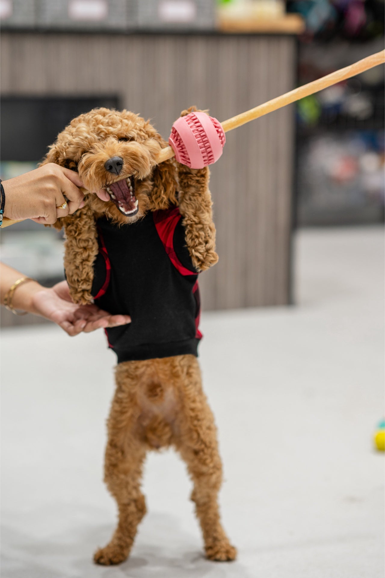 Happy dog playing with a toy, enjoying RedBarn large collagen dog treats during playtime.