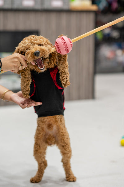 Happy dog playing with a toy, enjoying RedBarn large collagen dog treats during playtime.