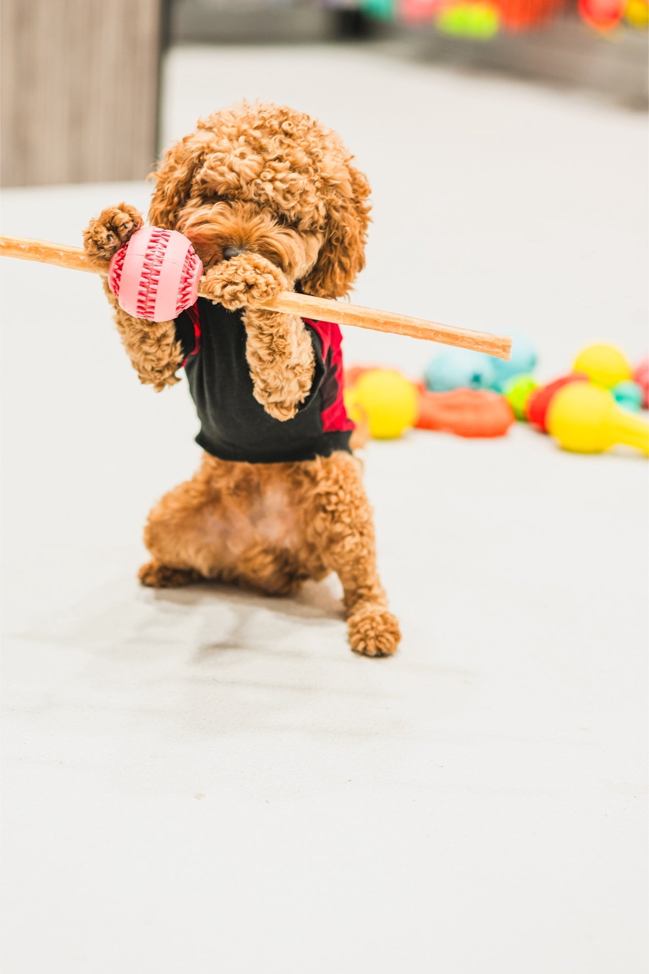 Small dog holding a toy with RedBarn large collagen dog treats nearby for playtime and training rewards