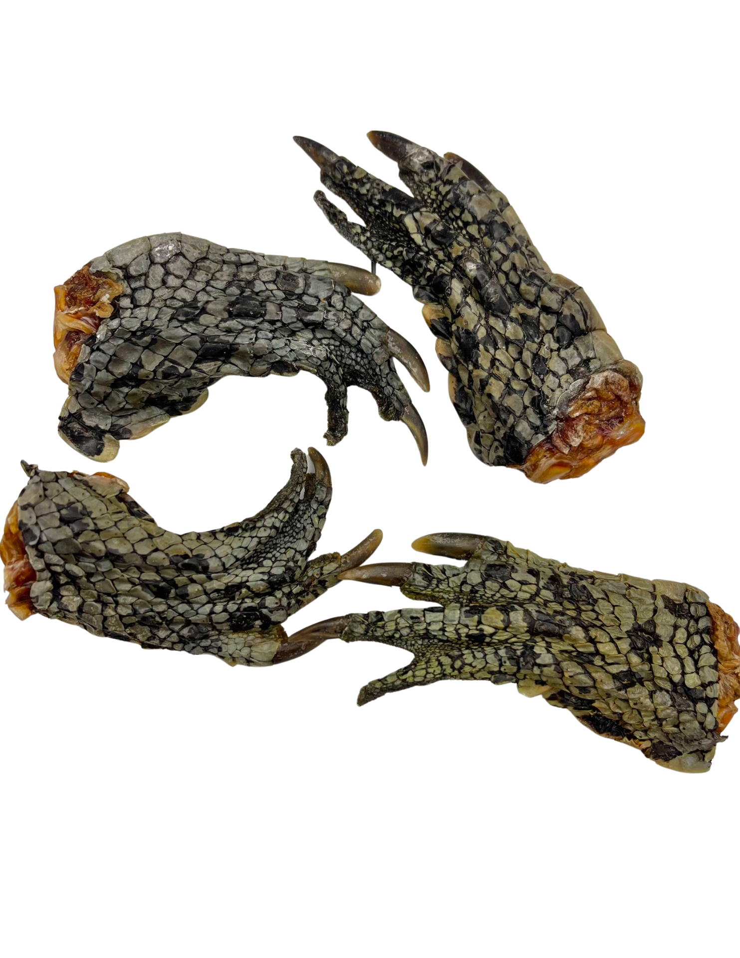 Rover Pet Crocodile Dog Chews with Natural Texture for Healthy Chewing Habits