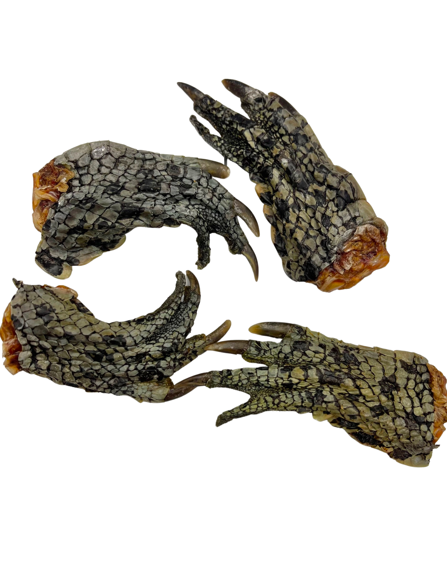 Rover Pet Crocodile Dog Chews Natural Treats for Healthy Dog Chewing and Dental Care