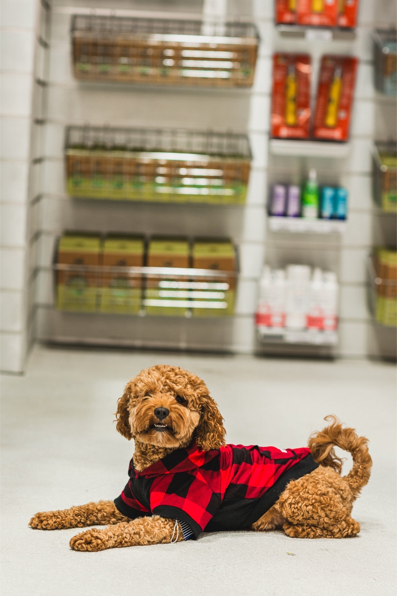Curly brown dog wearing a sharper barker lightweight dog hoodie in red and black plaid lying on floor indoors