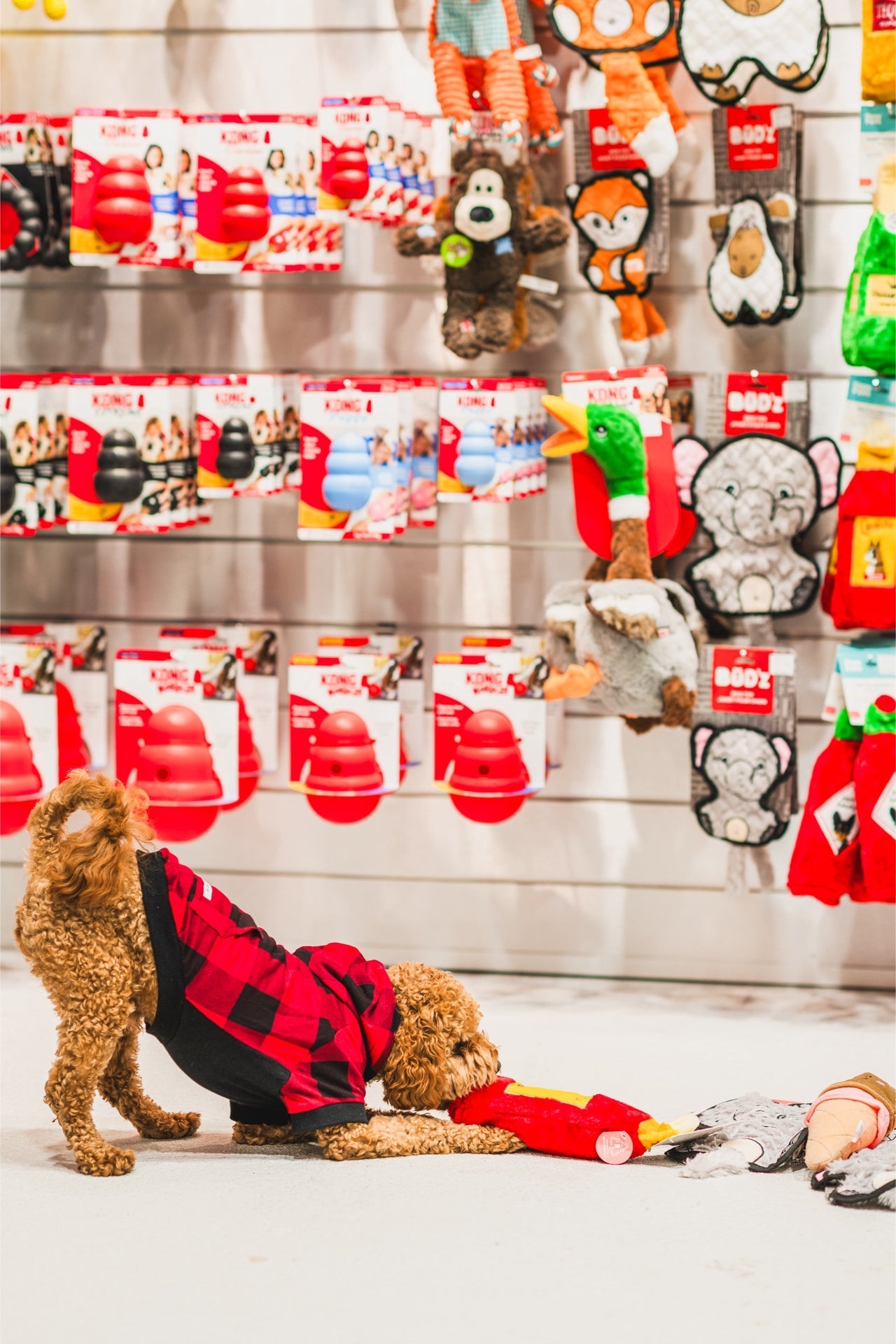 Curly brown dog wearing sharper barker lightweight dog hoodie in red and black playing with toy in pet store