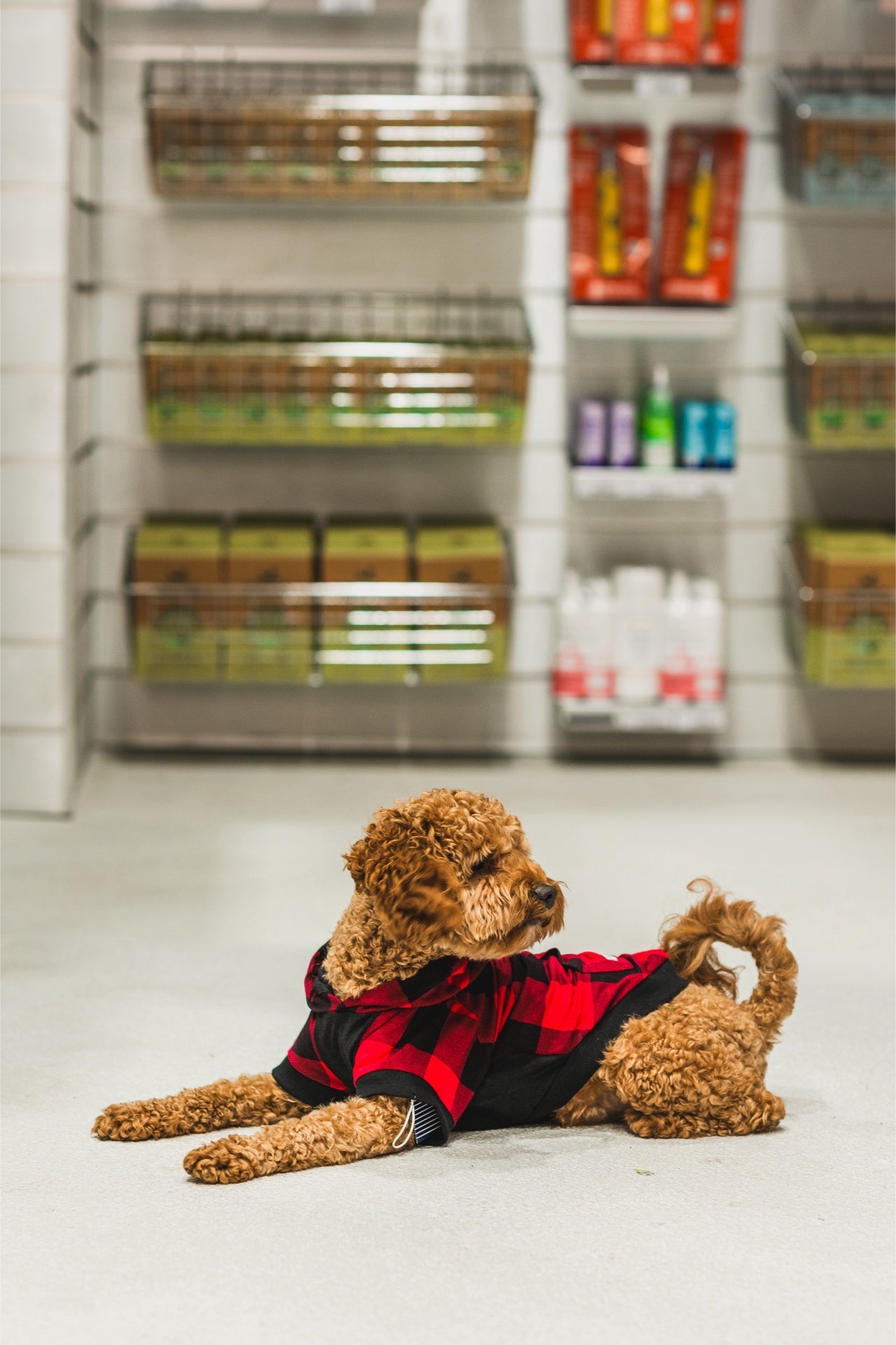 Curly brown dog wearing a red and black plaid sharper barker lightweight dog hoodie lying on a store floor