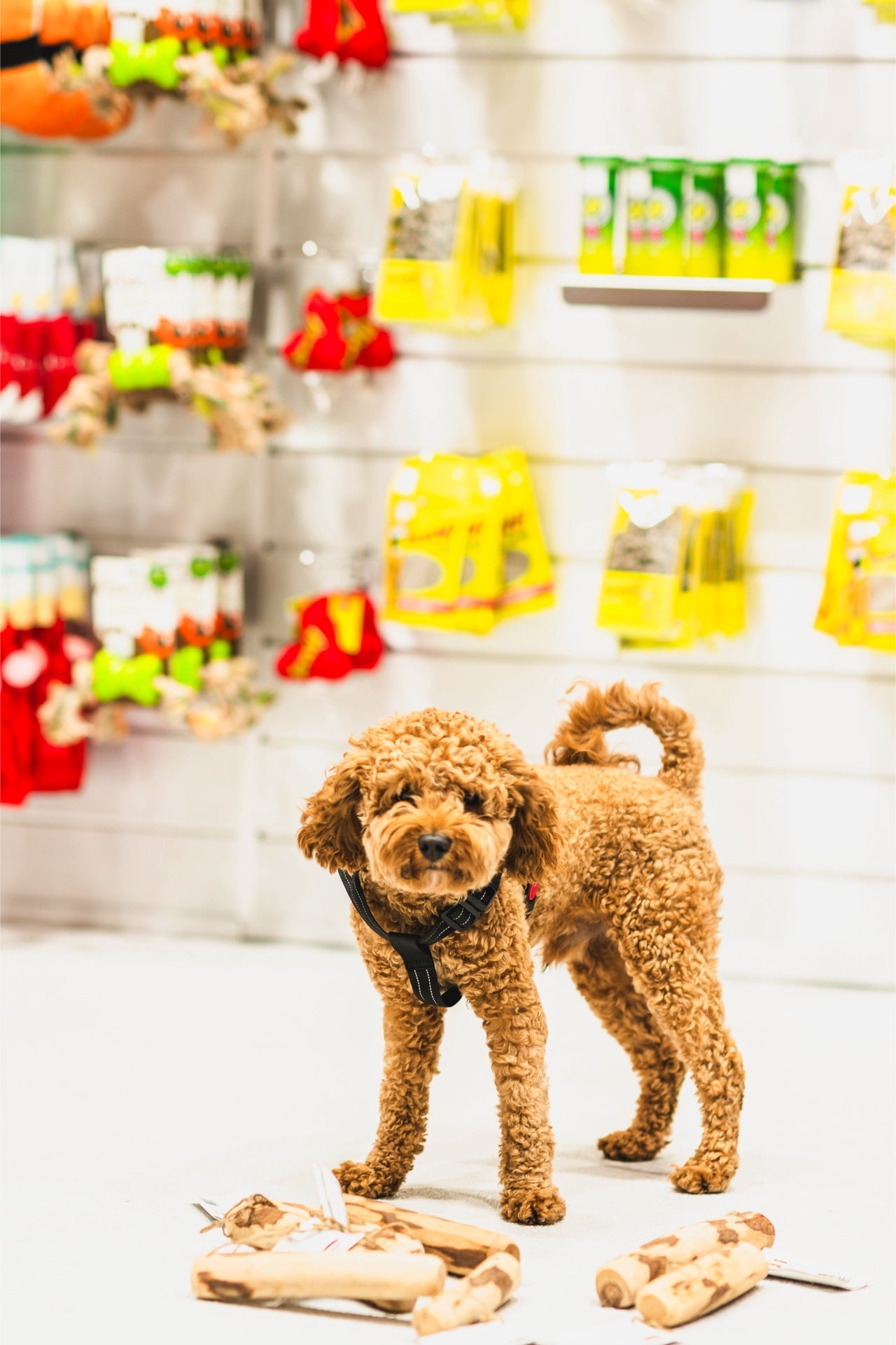 Curly brown dog standing near zaytoon medium olive wood dog chew toys in pet store display