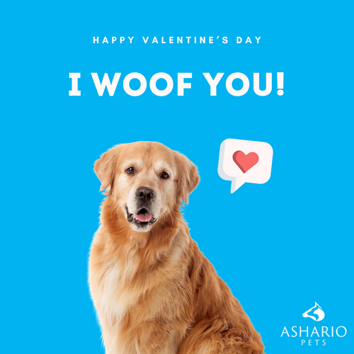 Celebrate Valentine's Day with your furry friend at our pet store in North York. Explore our inventory of premium pet supplies and organic pet food near you. Discover the best pet products and enjoy local delivery for your convenience.
