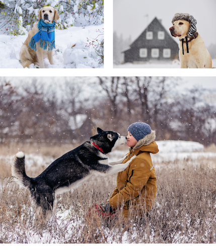 Discover 7 creative ways to keep your dog active during the winter months with Ashario Pets' expert tips. From indoor games to snowy adventures, ensure your furry friend stays healthy and happy all season.