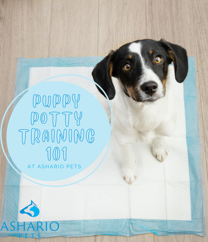 Ashario Pets provides a detailed guide to puppy potty training, offering valuable insights and tips for pet owners in North York. 