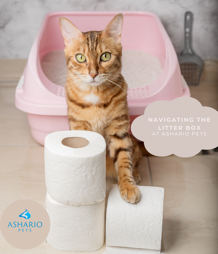At Ashario Pets in North York, we offer a comprehensive guide to cat litters, ensuring your feline friend's comfort and hygiene. 