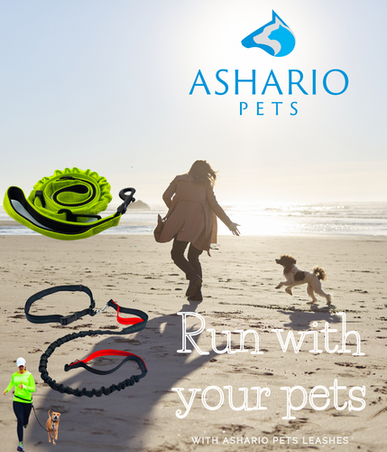 Explore Ashario Pets' comprehensive guide to dog collars and accessories, offering insights into the latest trends and innovations in pet fashion.