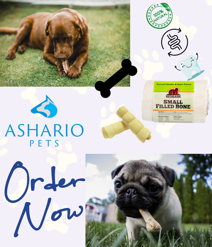 Explore our comprehensive guide to nutrient-rich dog treats and chews at our North York pet store.