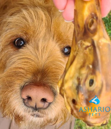 Introduce your pets to a unique and nutritious treat experience with our air-dried duck heads, now offered at Ashario Pets for their enjoyment and well-being!