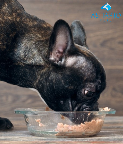 All You Need To Know About Canned Dog Food