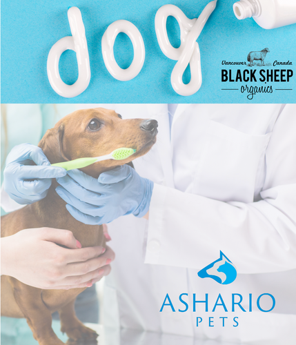 Indulge your pet with Boo Boo's Best dehydrated treats, a flavorful delight from Ashario Pets Store. Discover the future of pet snacks with these organic, nutrient-rich delights.