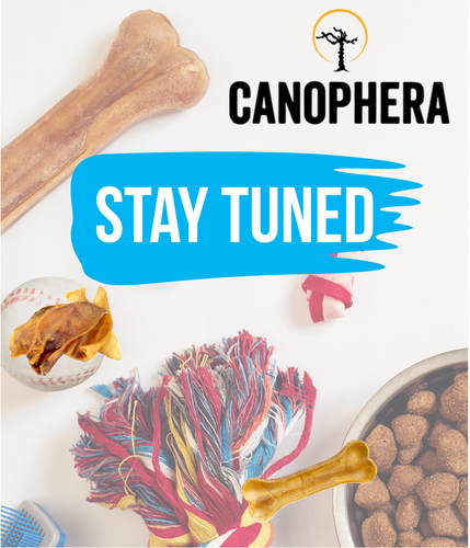 Elevate your dog's chewing experience with Canophera, spotlighted at Ashario Pets Store. These premium dog chews provide the ultimate blend of taste and durability, making them a must-have for pet owners seeking quality treats.
