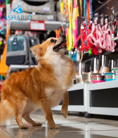 Your trusted neighbourhood dog store offering premium products and personalized service for your furry friend's needs, right around the corner.