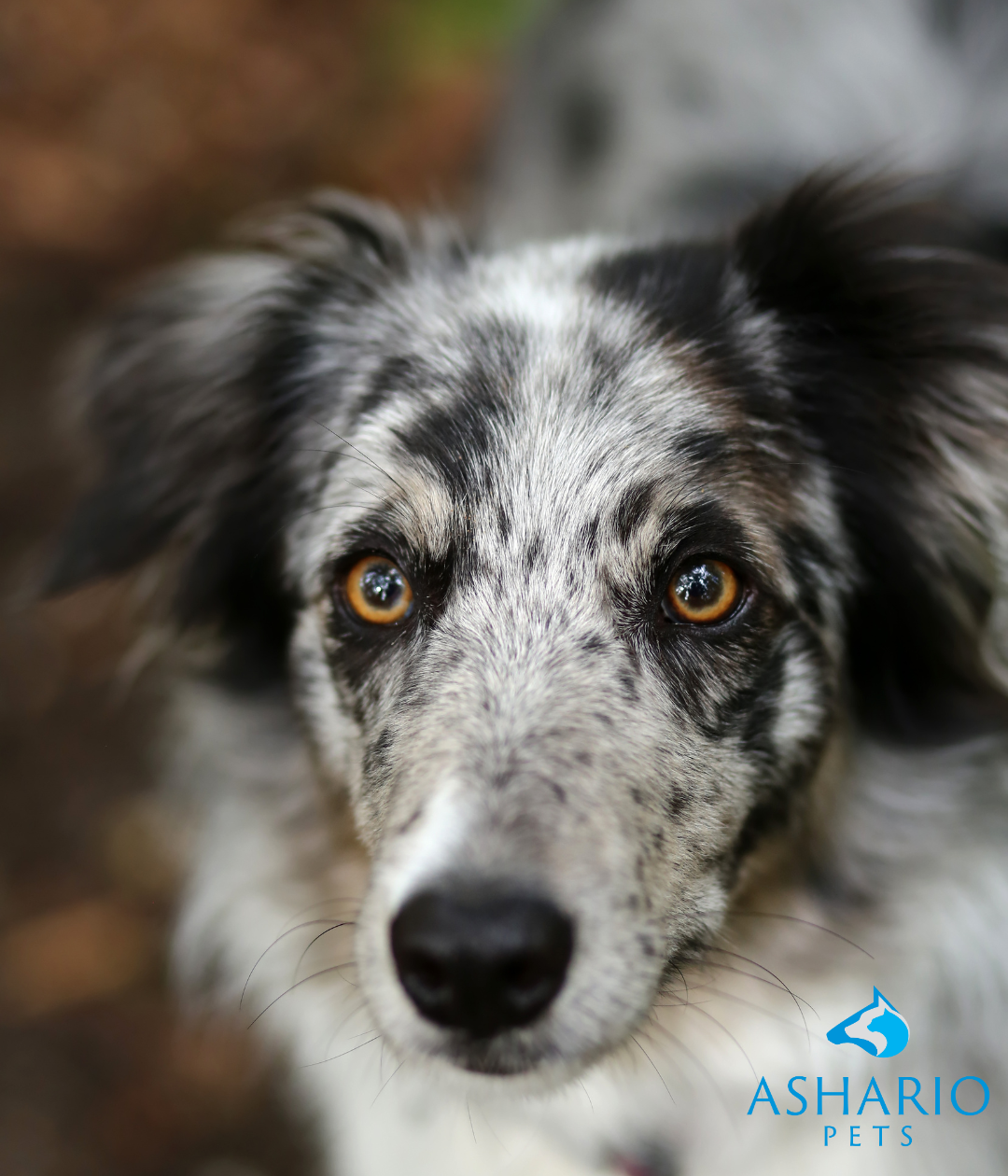 Experience the difference of locally sourced CBD products for your canine companion at Ashario Pets