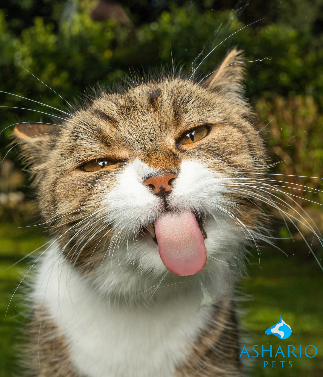 Ashario Pets is your go-to destination for premium CBD products designed specifically for cats.