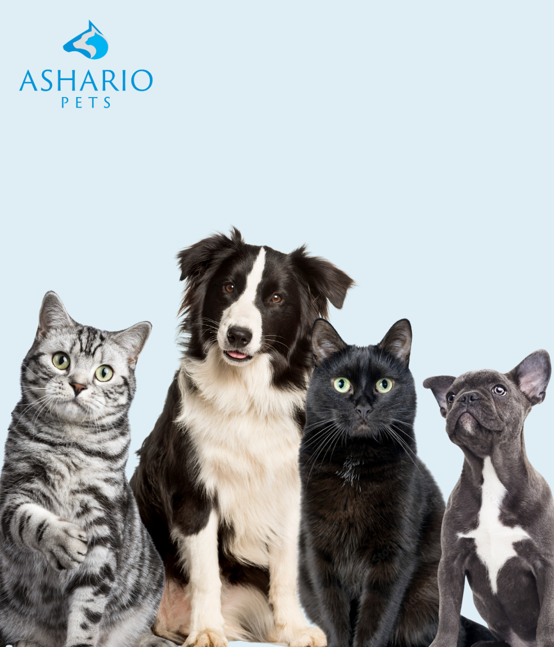 Ashario Pets: Conveniently located just around the corner from Yorkdale Mall, your one-stop destination for top-quality pet products and personalized care.