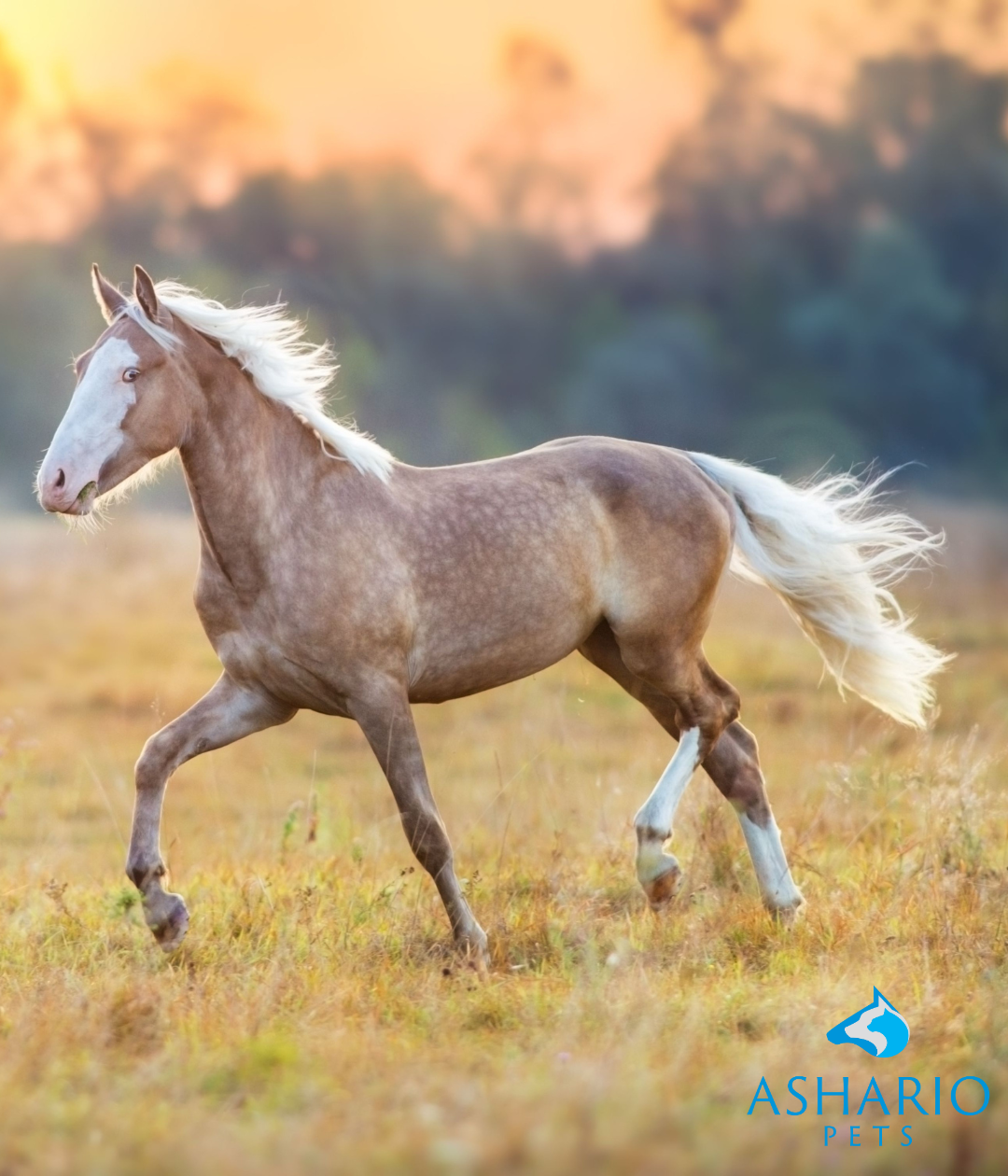 As your trusted local feed store, Ashario Pets provides premium CBD products formulated to meet the needs of your horses.