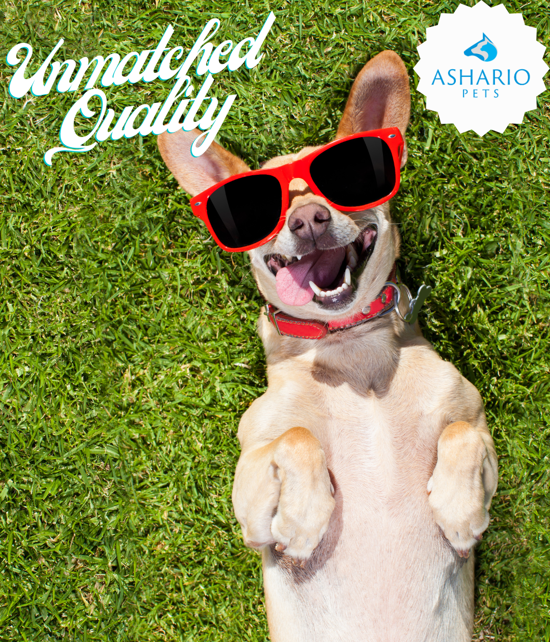 Ashario Pets, conveniently situated near Markham, provides a comprehensive range of pet supplies and services.