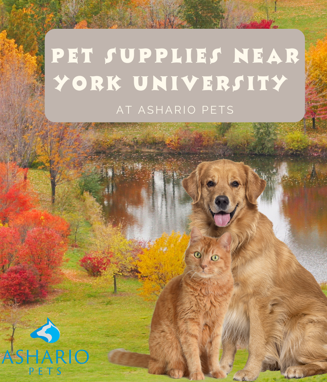 Experience Ashario Pets, conveniently located near York University, offering a diverse selection of pet supplies and accessories. Trust us for top-notch pet care and a personalized shopping experience.