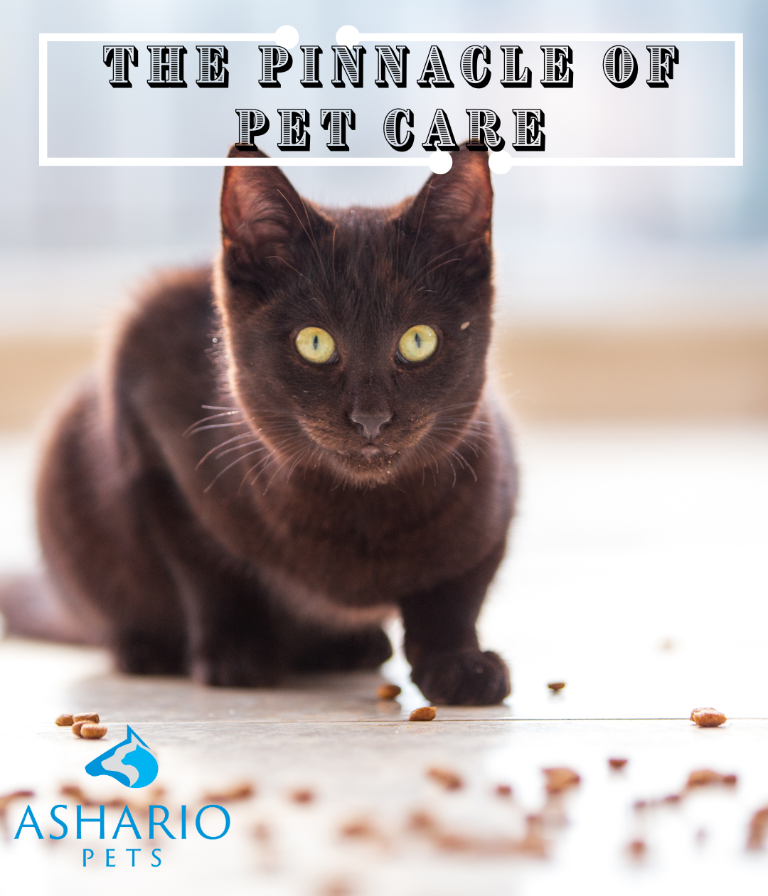 Discover why Ashario Pets is North York's favourite pet store for premium pet supplies and exceptional service.