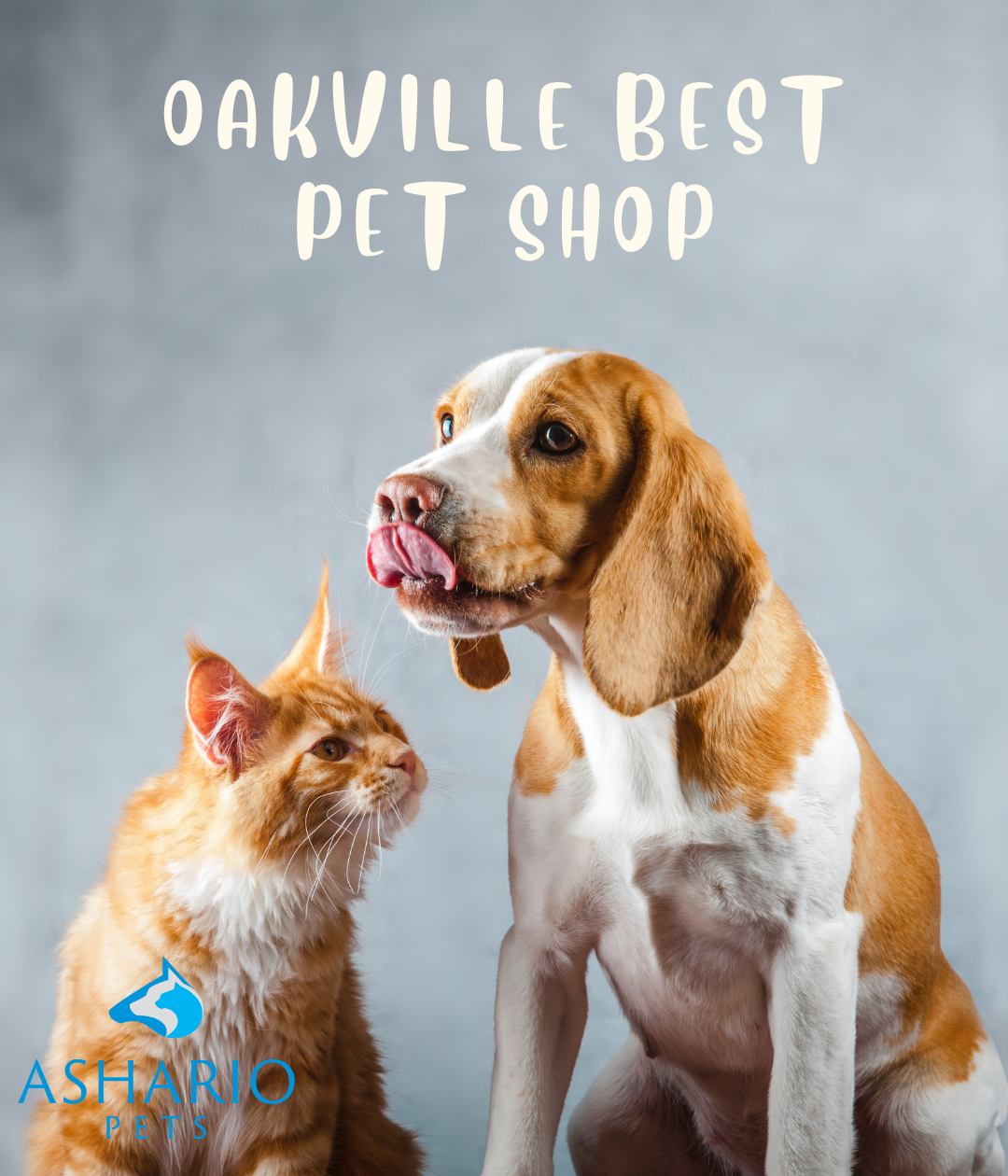 Ashario Pets stands as Oakville's top choice for pet owners, providing a diverse range of pet supplies, expert advice, and exceptional service for all your pet care needs.