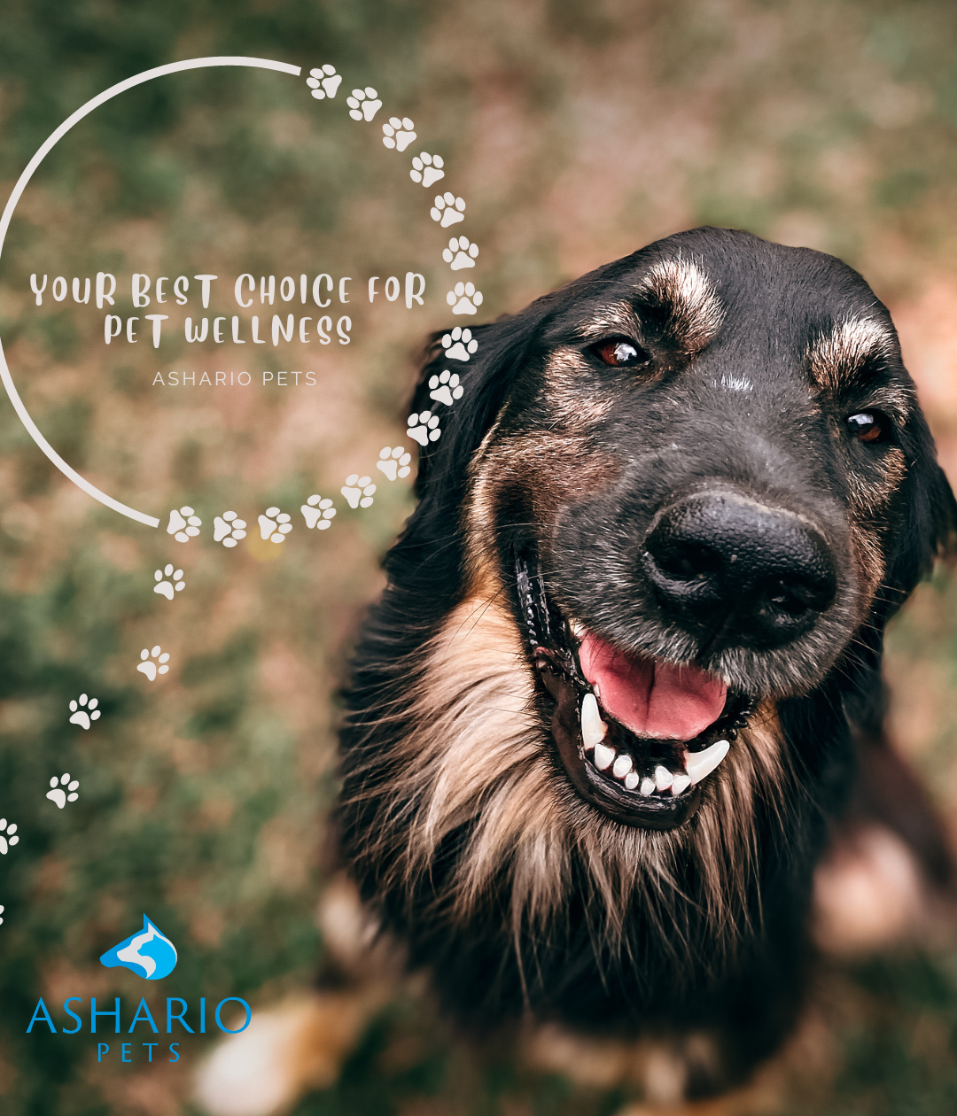 Ashario Pets leads the way in pet wellness across the Greater Toronto Area (GTA), offering premium products and expert guidance for your pet's health needs. Visit our North York store today!