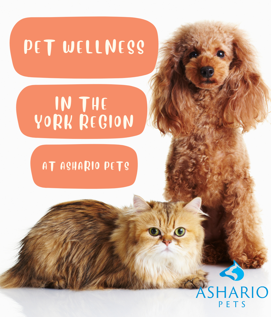 Ashario Pets, conveniently located near Uxbridge, offers a wide range of pet essentials. 