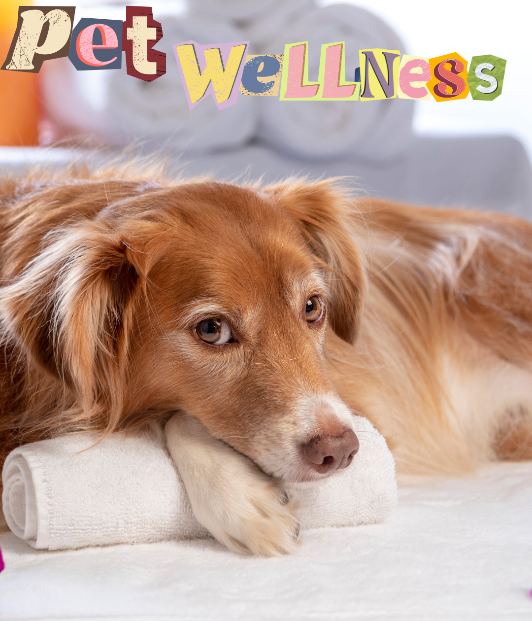 Elevate your pet's well-being in Newmarket with Ashario Pets. From premium nutrition to essential accessories, we're dedicated to providing top-tier products and services for your beloved pets.