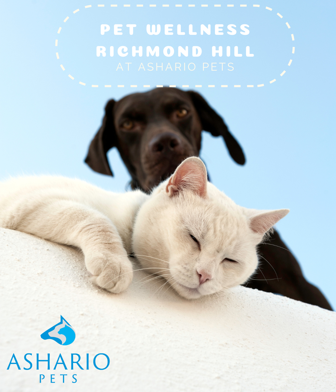 Experience excellence at Ashario Pets, recognized as Richmond Hill's finest pet haven.