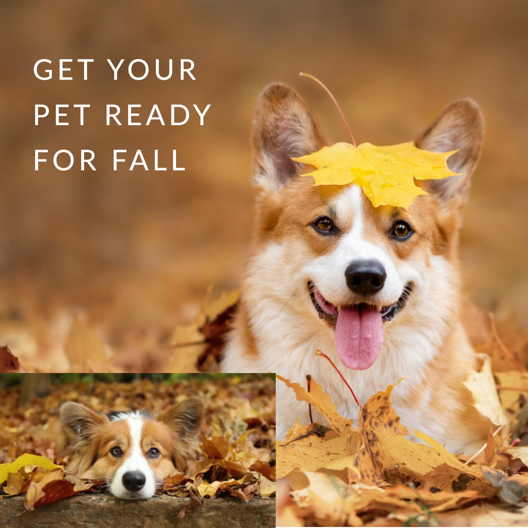 Prepare your pet for the transition to autumn with helpful advice from Ashario Pets Store.