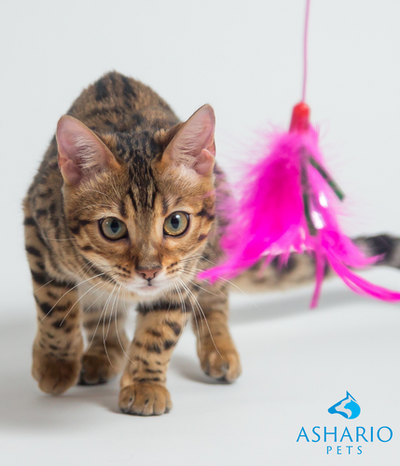 Explore the finest selection of cat toys in Toronto at Ashario Pets, the premier pet store near you.