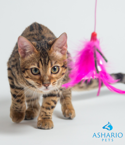 Explore the finest selection of cat toys in Toronto at Ashario Pets, the premier pet store near you.