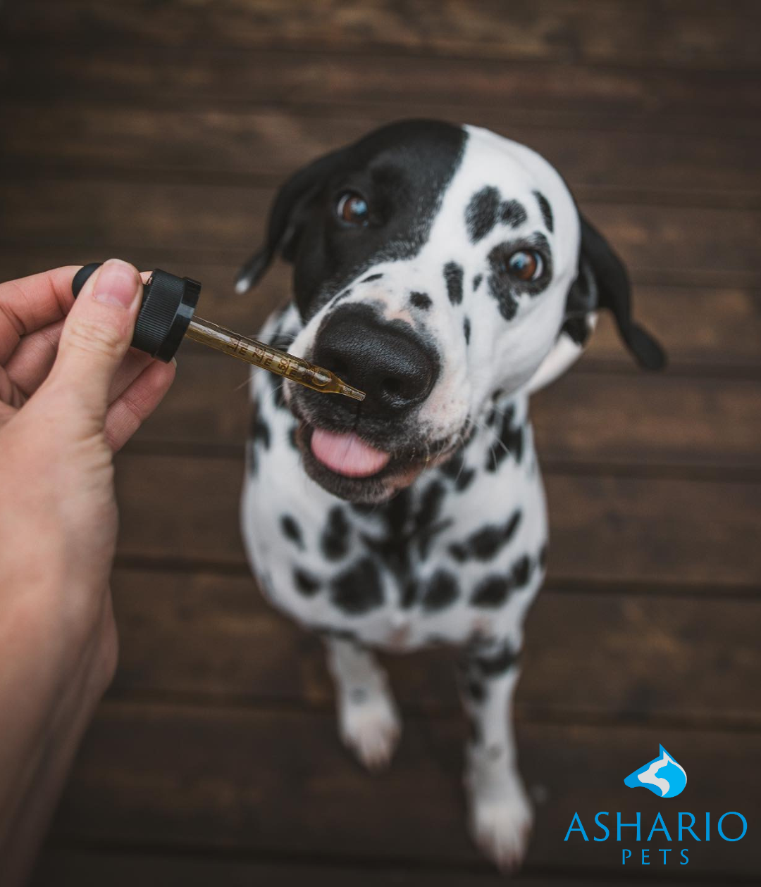 Discover the best-reviewed CBD products for dogs at Ashario Pets. With our carefully curated selection and emphasis on quality, you can trust that your furry friend is getting the finest CBD solutions available. 