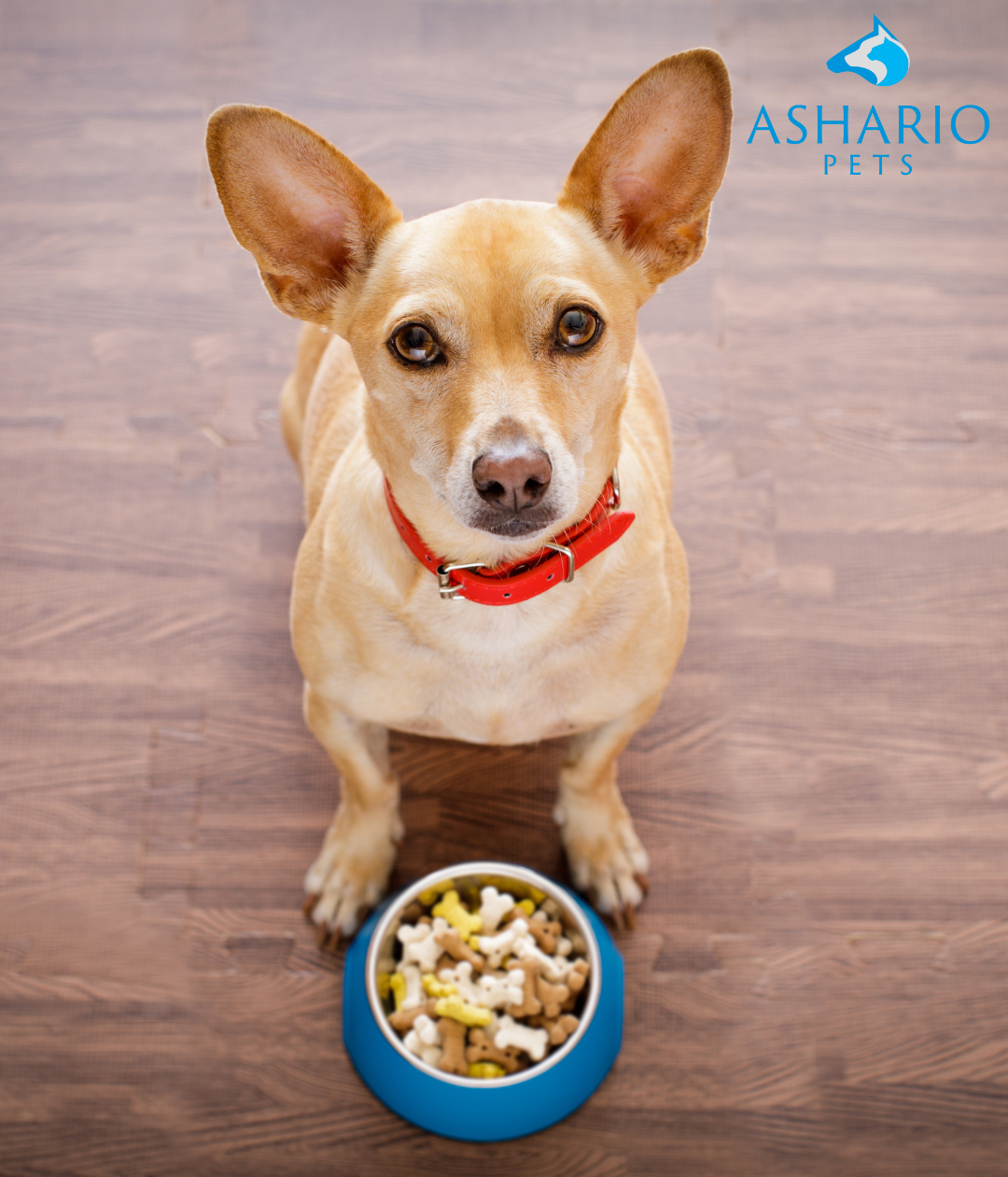 ​Best low price dog food