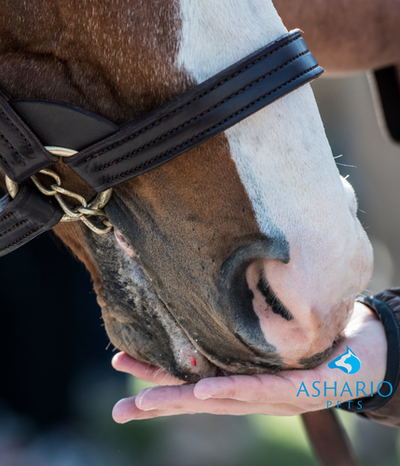 Discover the delight in pampering your equine companions with our exclusive range of gourmet horse treats now available at Ashario Pets!