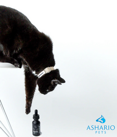 CBD For Cats Available At Ashario Pets