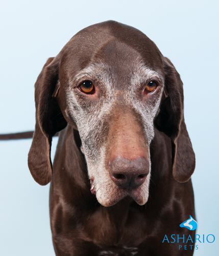 Discover relief for your furry friend with CBD for dog arthritis at Ashario Pets. Our premium CBD products are specially formulated to ease discomfort and improve mobility, offering hope for your pet's pain.