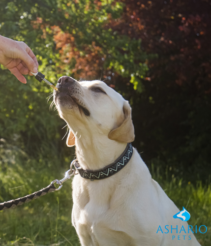 Say goodbye to your dog's discomfort with CBD for pain relief available at Ashario Pets! Our premium CBD products are specially formulated to alleviate your furry friend's aches and pains, providing natural relief without harmful side effects.