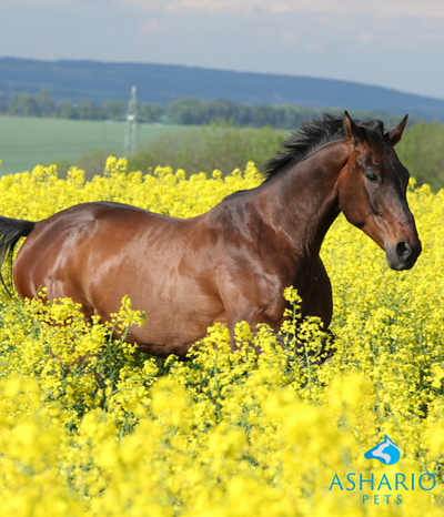 Provide natural pain relief for your horse with CBD from Ashario Pets. Our premium CBD formulations can help manage equine discomfort effectively, promoting their comfort and overall well-being.