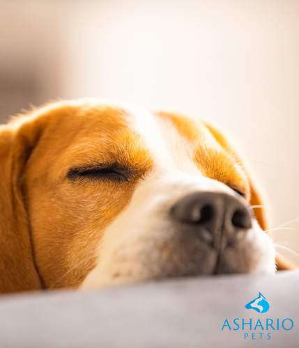 Discover the calming effects of CBD oil for dogs at Ashario Pets. Our premium-quality oil, sourced from organic ingredients, promotes relaxation and overall well-being in your beloved pet.