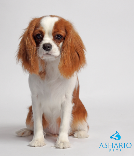 CBD Oil For Dogs With Anxiety At Ashario Pets