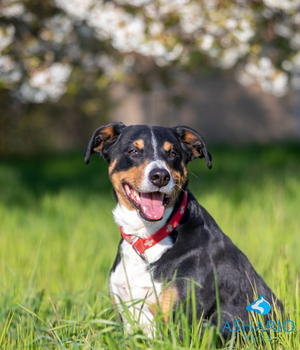 Spoil your pup with Ashario Pets' CBD treats, crafted to promote wellness and relaxation. With organic ingredients, these treats offer a tasty and natural way to support your dog's health.