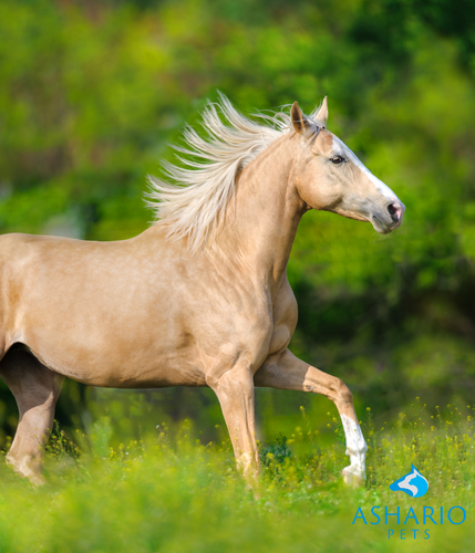 Find relief for horse anxiety with CBD products from Ashario Pets. Trust our selection of high-quality CBD offerings to support your horse's emotional balance and well-being.